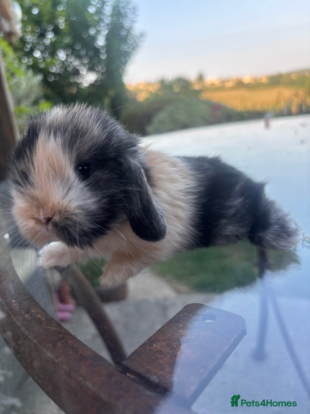 Mini Lop rabbits for sale: Stunning Mini Lop Bunnies🤍🌾 - Image 8
