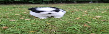 Maltipom 1