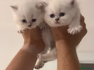 British Shorthair cats Stunning Blue-Eyed British Kittens - Advert 3
