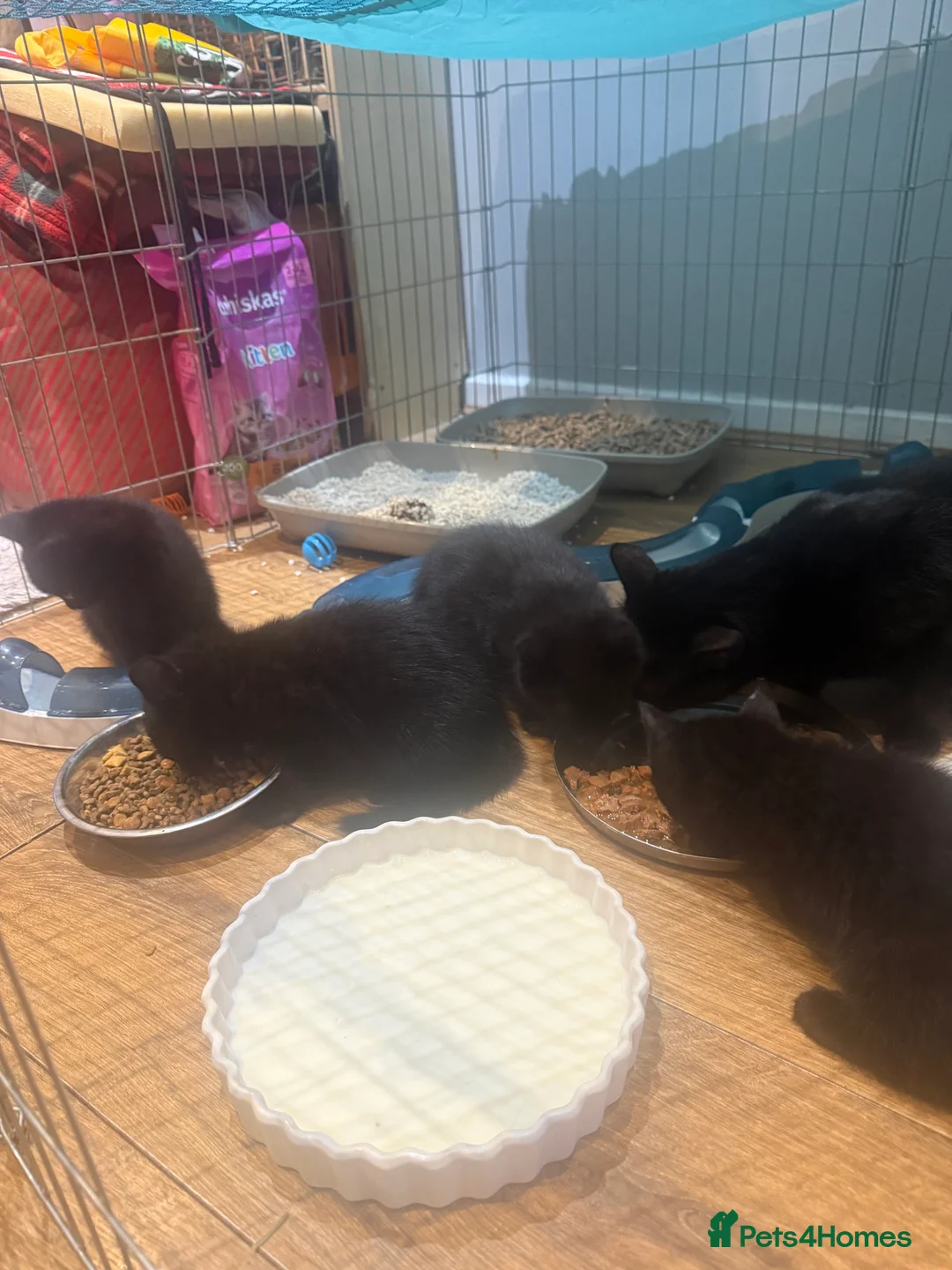 Mixed Breed cats for sale: 5 adorable kittens for sale! - Advert 12
