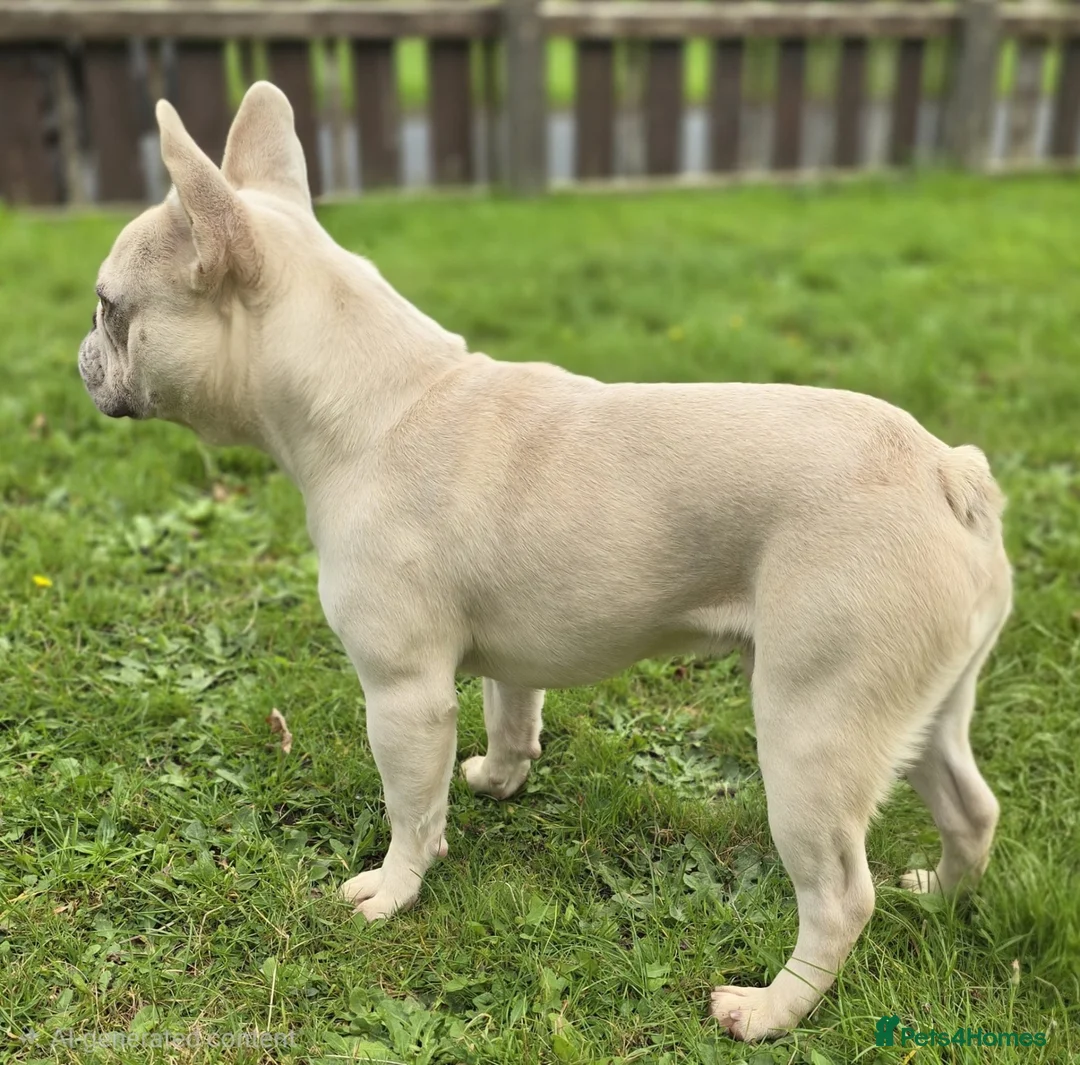 French Bulldog dogs for sale: Friendly &Loving 1 yr old french bulldog in Preston - Advert 2