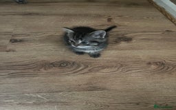 Ragdoll cats for sale: Ragdoll x tabby kittens - Image 14
