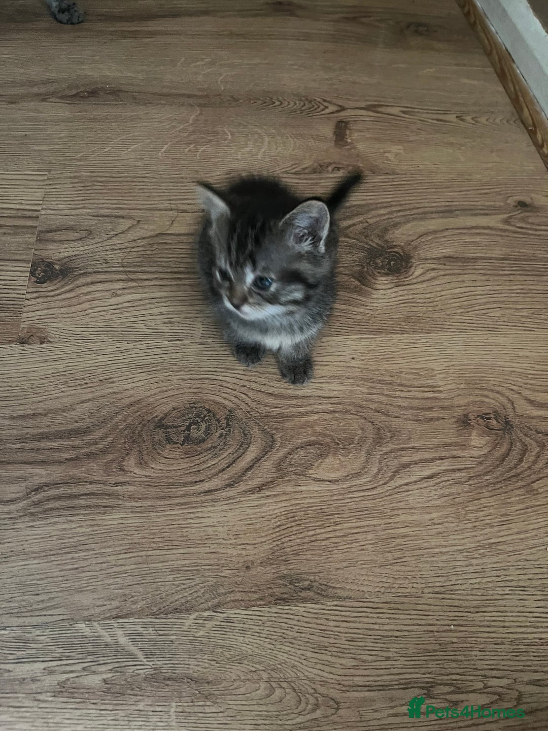 Ragdoll cats for sale: Ragdoll x tabby kittens - Image 14