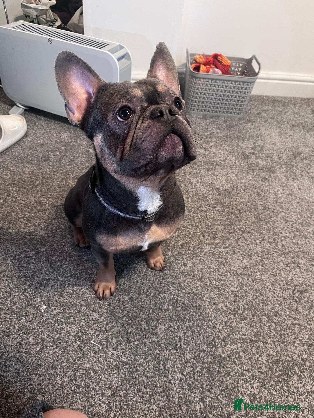 French Bulldog dogs for sale: Male French Bulldog Family Friendly - Advert 3