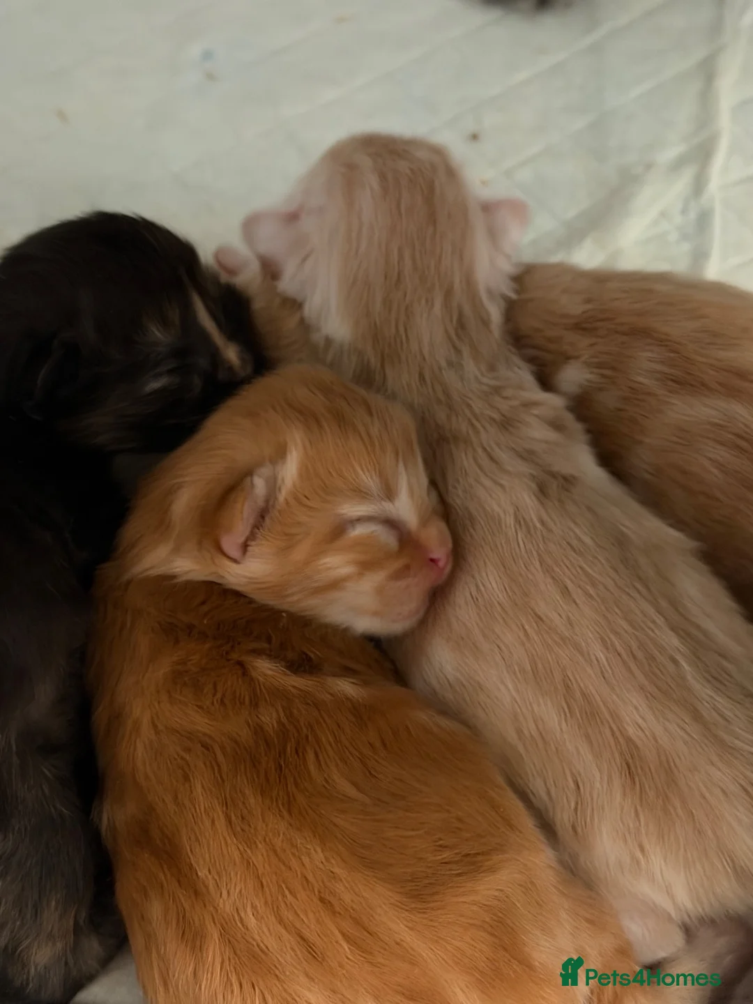 Mixed Breed cats for sale: Maine coon /British longhair kittens  - Advert 11
