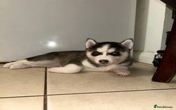 Siberian Husky dogs for sale: Siberian husky puppies  - Image 7