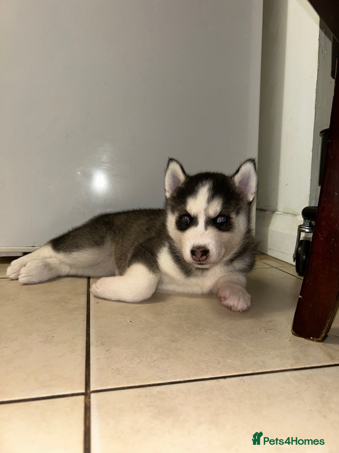 Siberian Husky dogs for sale: Siberian husky puppies  - Image 7