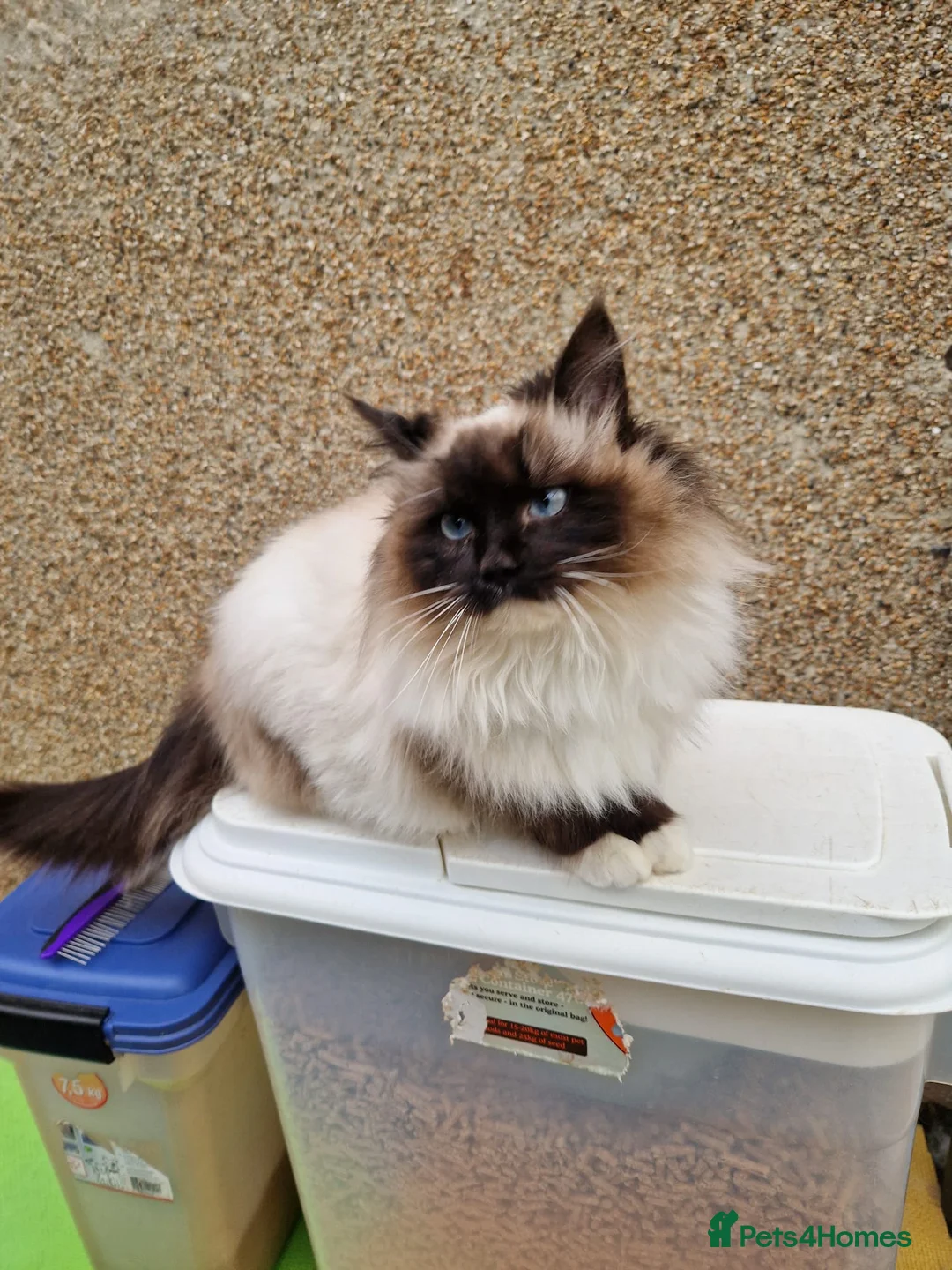 Ragdoll cats for sale: GCCF Registered Ragdoll Active - Advert 1
