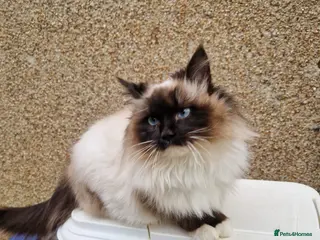 Ragdoll cats for sale: GCCF Registered Ragdoll Active - Advert 1