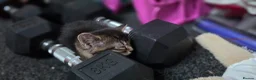 Mixed Breed cats for sale: Mixed breed tabby kitten - Advert 8