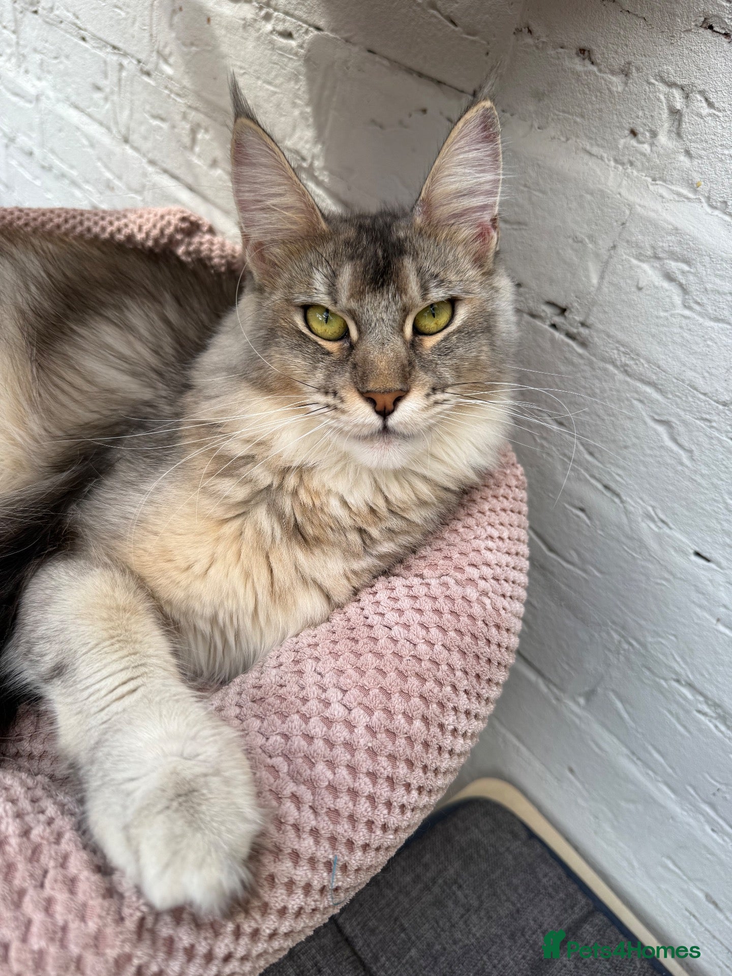Maine Coon cats TICA pedigree Stunning Maine coon kittens  - Advert 1