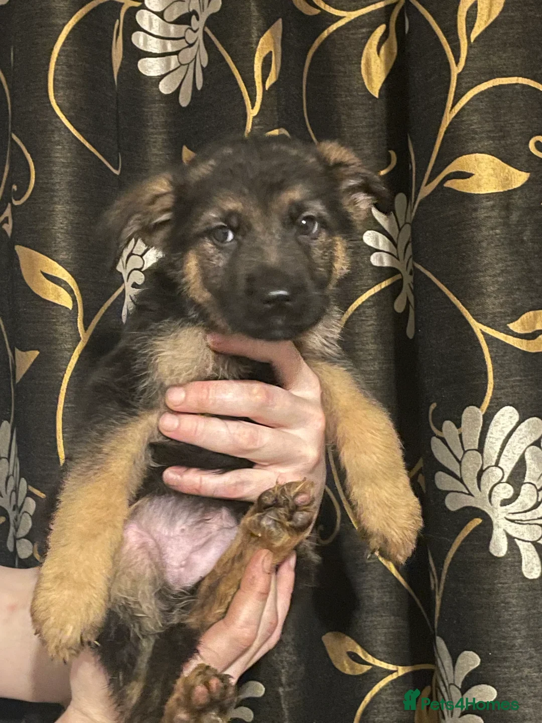 German Shepherd dogs for sale: German shepherd puppies ready now  in Sheffield - Advert 10