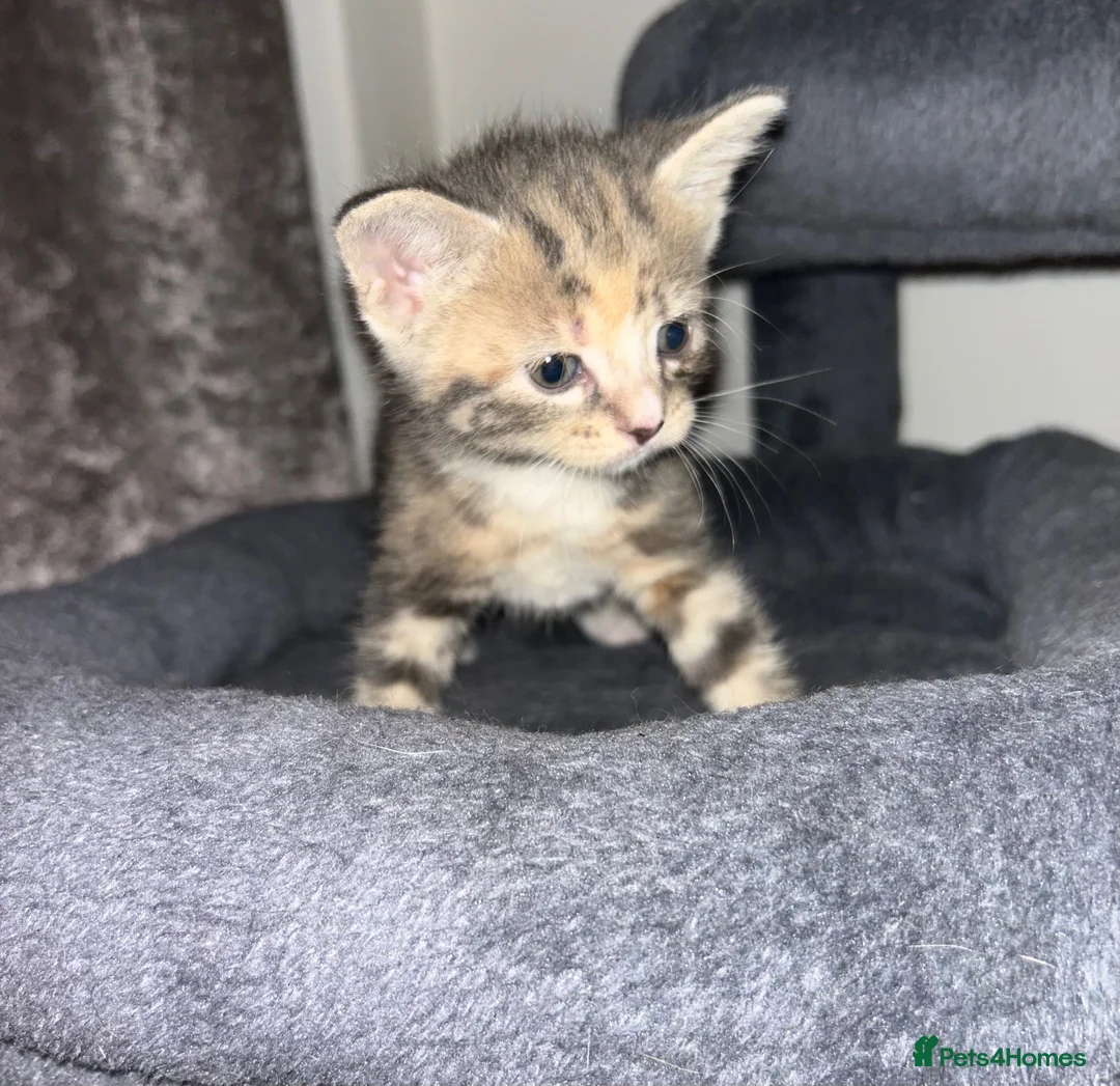 Mixed Breed cats for sale: Beautiful Domestic Shorthair Kittens  🐾 - Advert 2