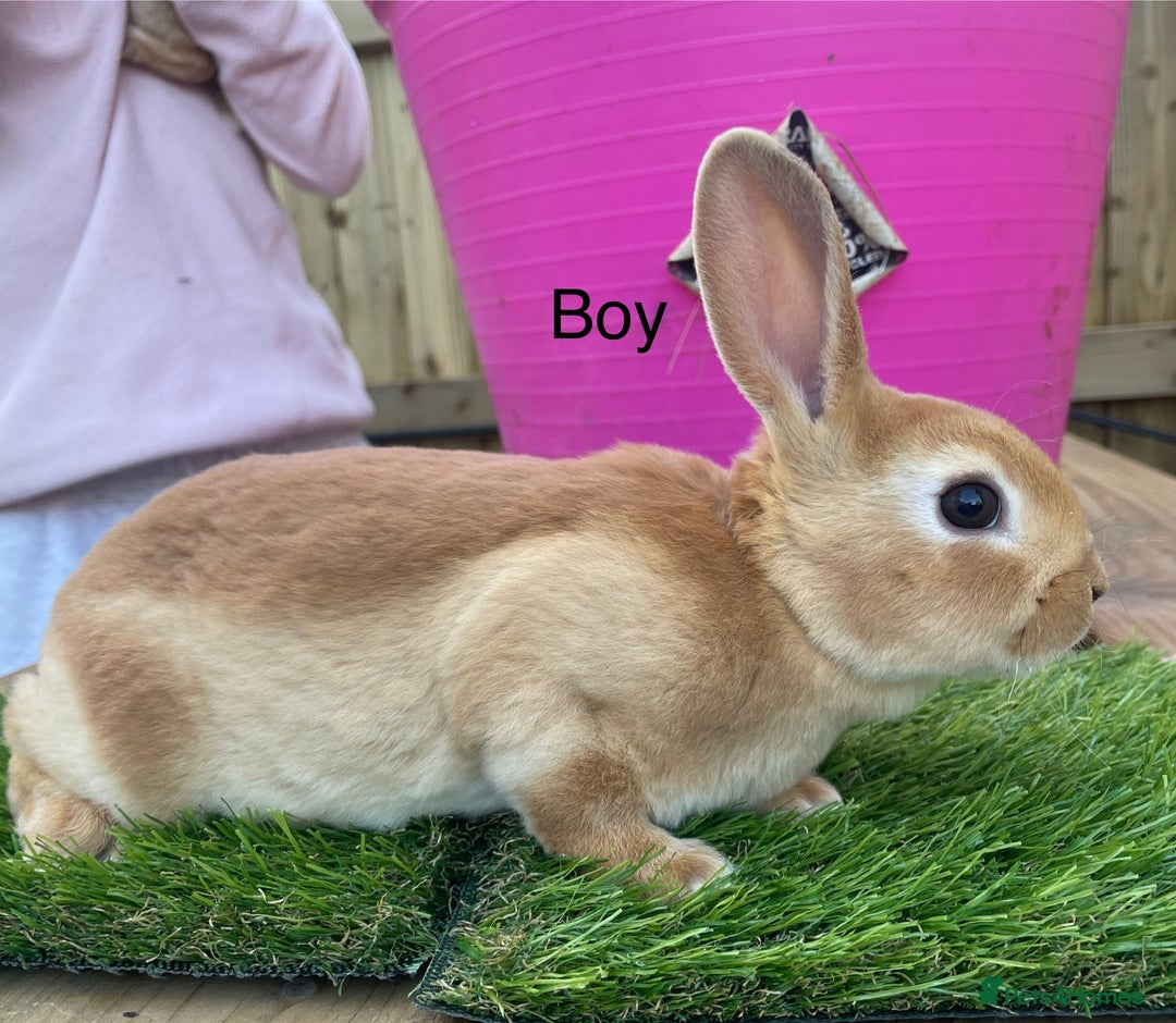 Rex rabbits for sale: 💖 9 week old mini Rex ready to leave 💙 - Advert 11