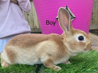 Rex rabbits 💖 8 week old mini Rex 💙 - Advert 5