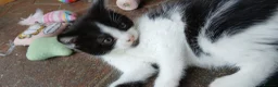Mixed Breed cats for sale: Litter of 3 looking for new forever homes - Advert 11