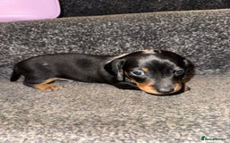 Miniature Dachshund dogs for sale: Miniature Dachshund puppies - Image 3