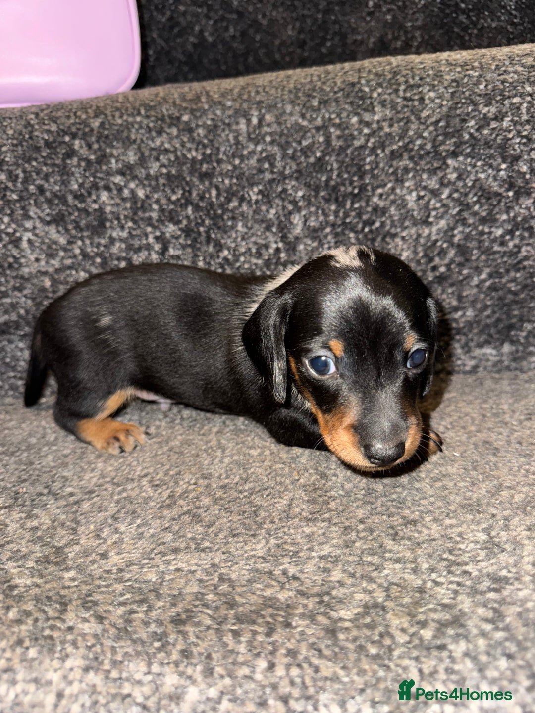 Miniature Dachshund dogs for sale: Miniature Dachshund puppies - Image 3
