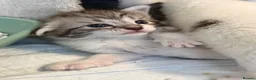 Mixed Breed cats for sale: Gorgeous Kittens Looking for Loving Homes - Advert 10