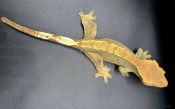 Gecko reptiles for sale: Female Crested Gecko - Image 8