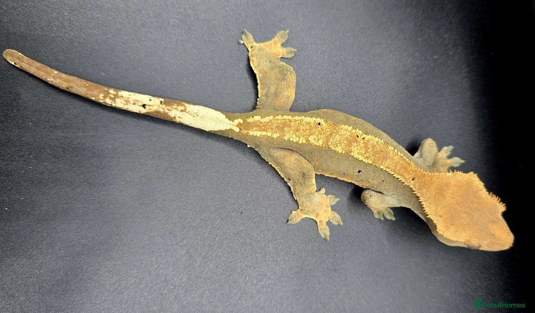 Gecko reptiles for sale: Female Crested Gecko - Image 8