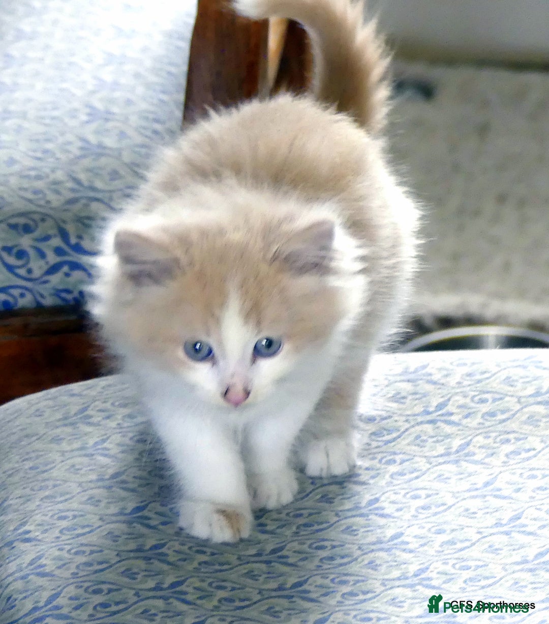 Ragdoll cats for sale: Ragdoll x British Shorthair/Maine Coon - Image 4