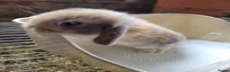Lionhead rabbits for sale: Lop lionhead bunnies!  in Stockport - Advert 13