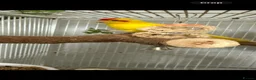 Parakeets birds for sale: Kakariki Bonded Pair (Colour Mutations) - Advert 6
