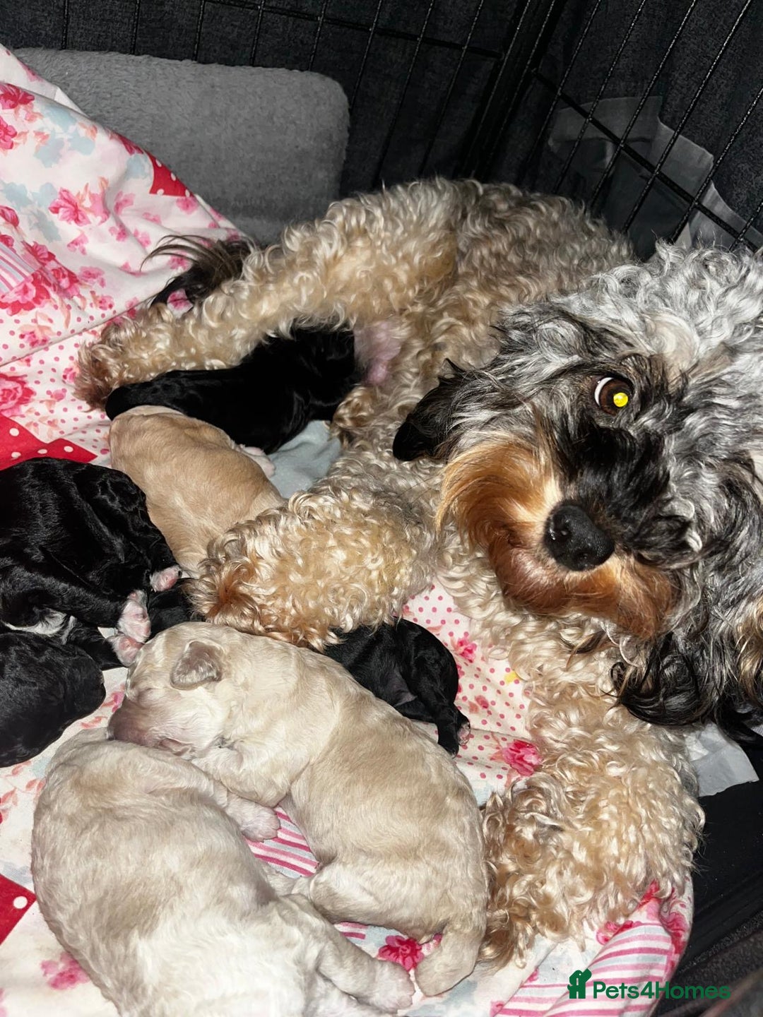 Mixed Breed dogs for sale: Cavapoochon puppies - Advert 2