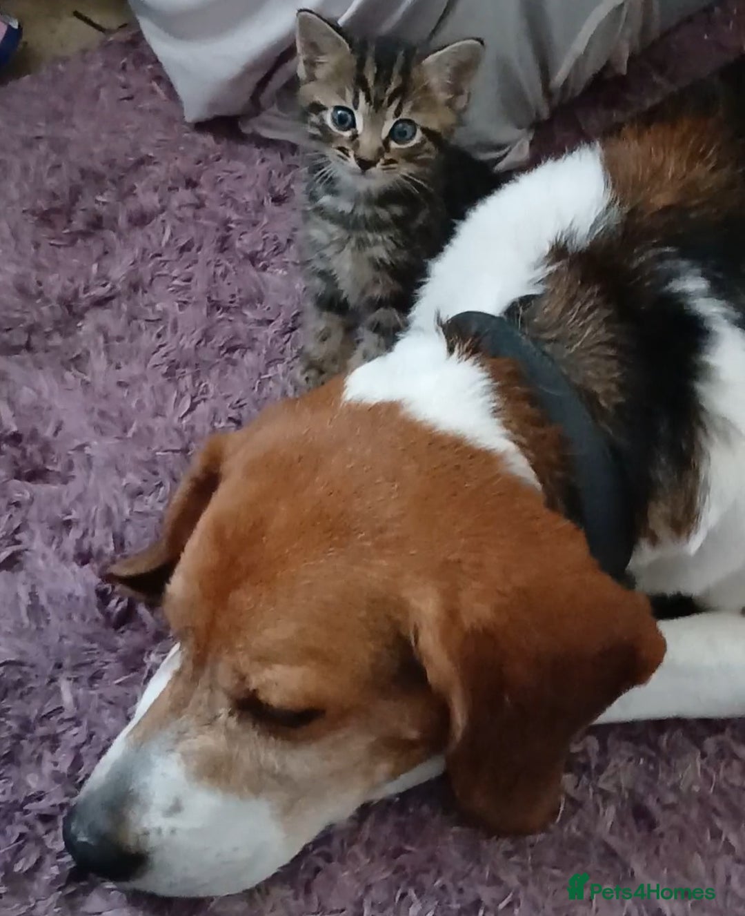 Beagle dogs for sale: Beagle (7 years) full of beans!! - Advert 1