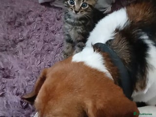 Beagle dogs Beagle (7 years) full of beans!! - Advert 1