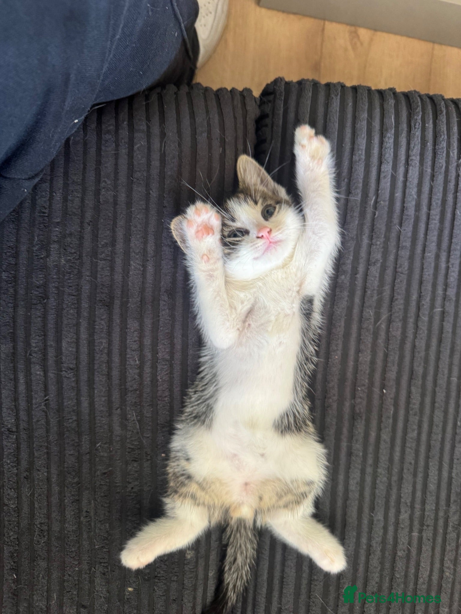 Aegean cats Greek Aegan Kittens , 6 boys and 1 beautiful girl  - Advert 4