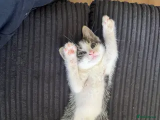 Aegean cats Greek Aegan Kittens , 6 boys and 1 beautiful girl - Advert 4