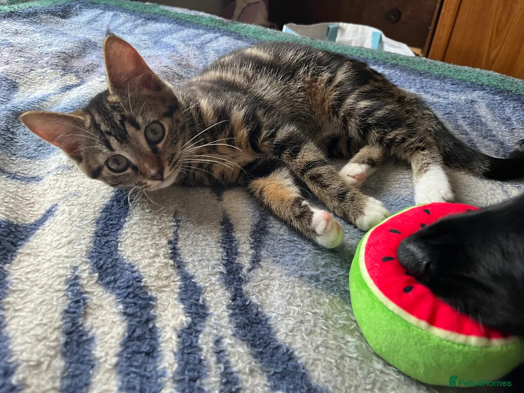 Mixed Breed cats for sale: 3 Kittens for sale - Advert 5