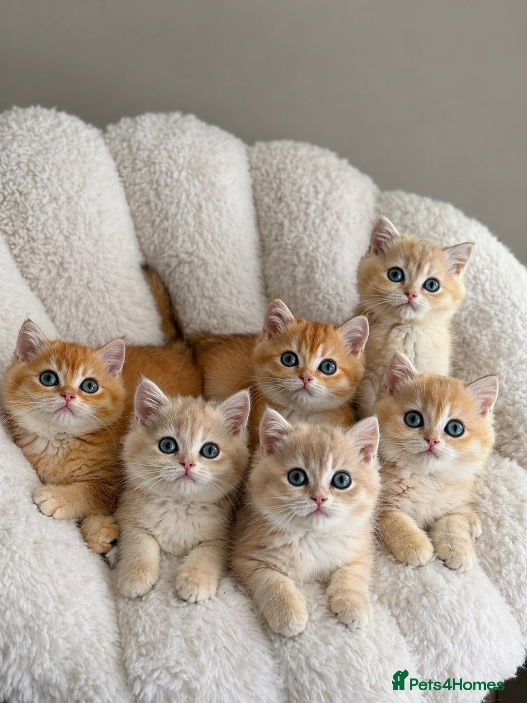 British Shorthair cats for sale: Godlen Blue British Shorthair kittens - Advert 1