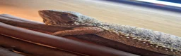 Bearded Dragon reptiles for sale: Male Bearded Dragon for sale  in Bristol - Advert 9