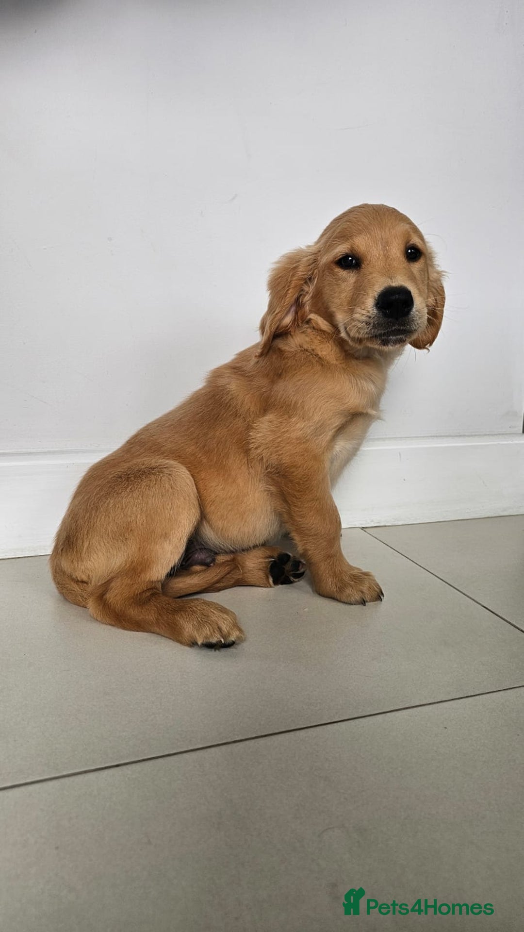 Golden Retriever dogs for sale: Golden Retriever Puppies  - Image 6