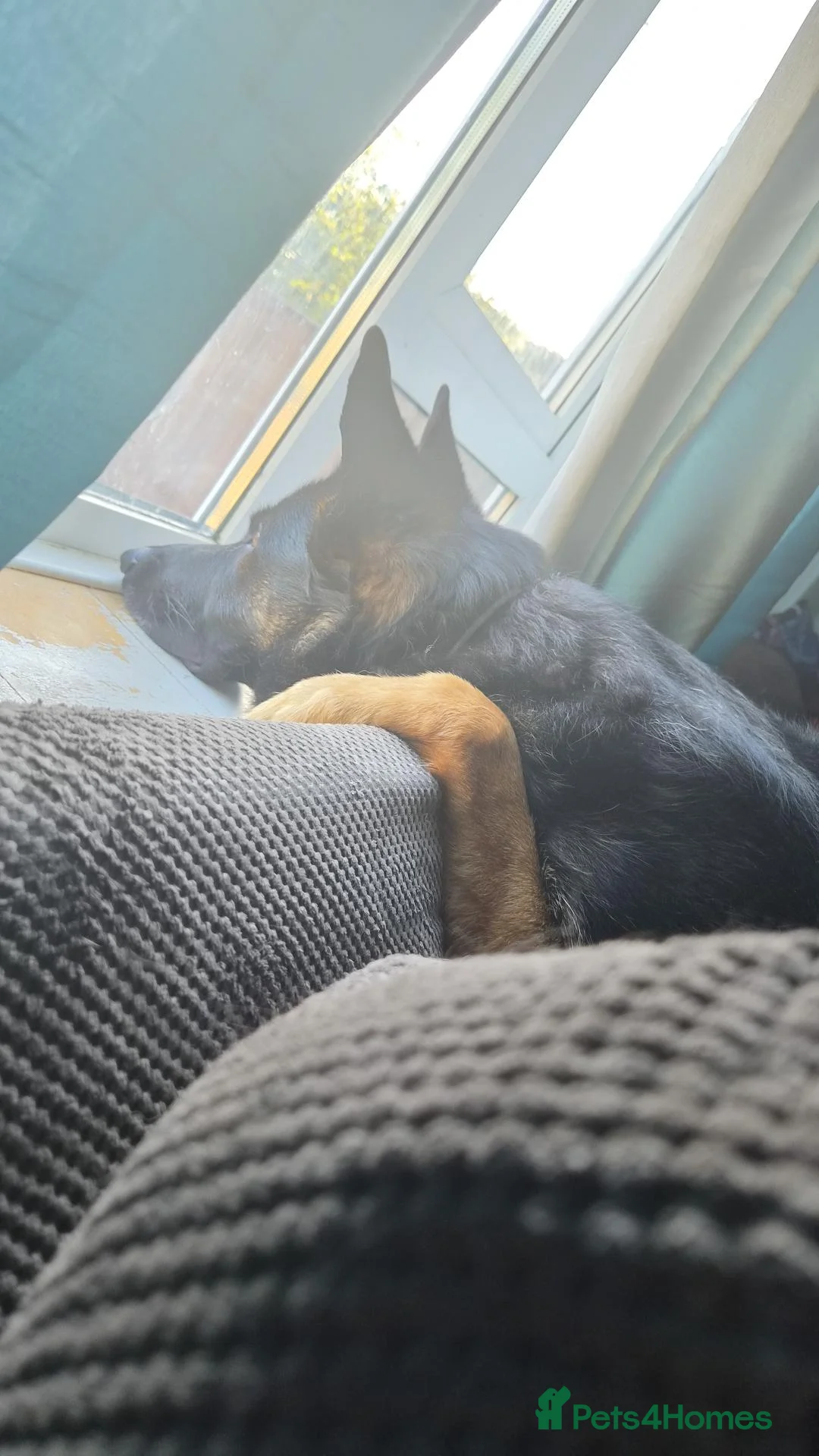 German Shepherd dogs for sale: 5 yr old male German shepherd  in Great Yarmouth - Advert 2