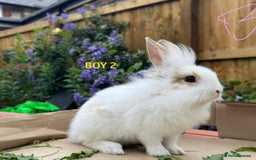 Mixed Breed rabbits for sale: Very pretty soft fluffy bunnies - Image 34