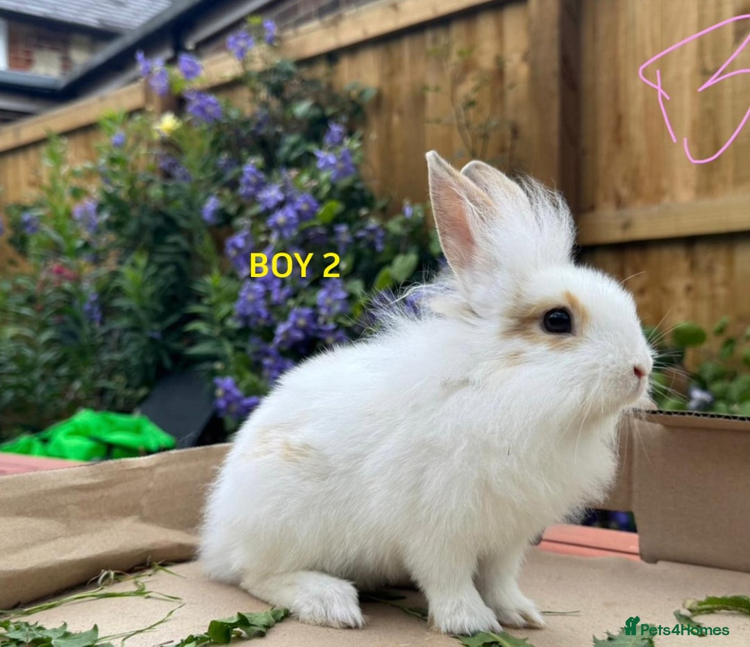 Mixed Breed rabbits for sale: Very pretty soft fluffy bunnies - Image 34