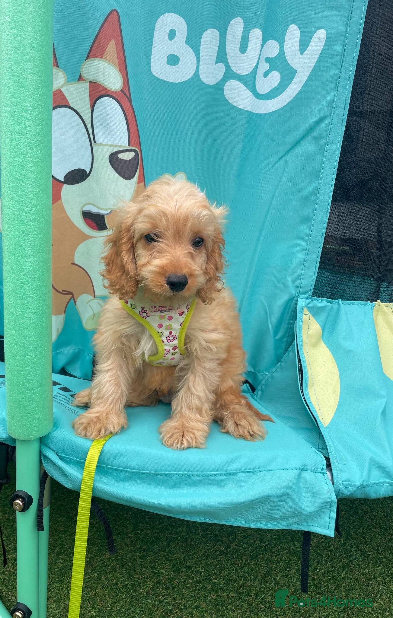 Cockapoo dogs Pra clear boy fully vaccinated 💙🐾🏡 - Advert 1
