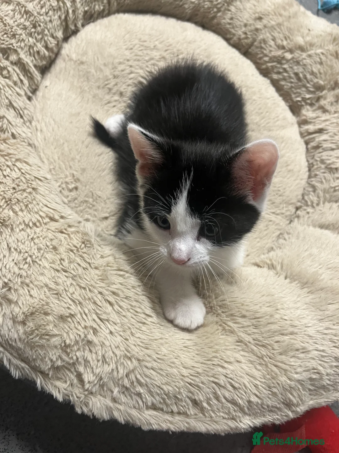 Mixed Breed cats for sale: 🐾 Stunning Tuxedo Male Kittens Available 🐾 - Advert 4