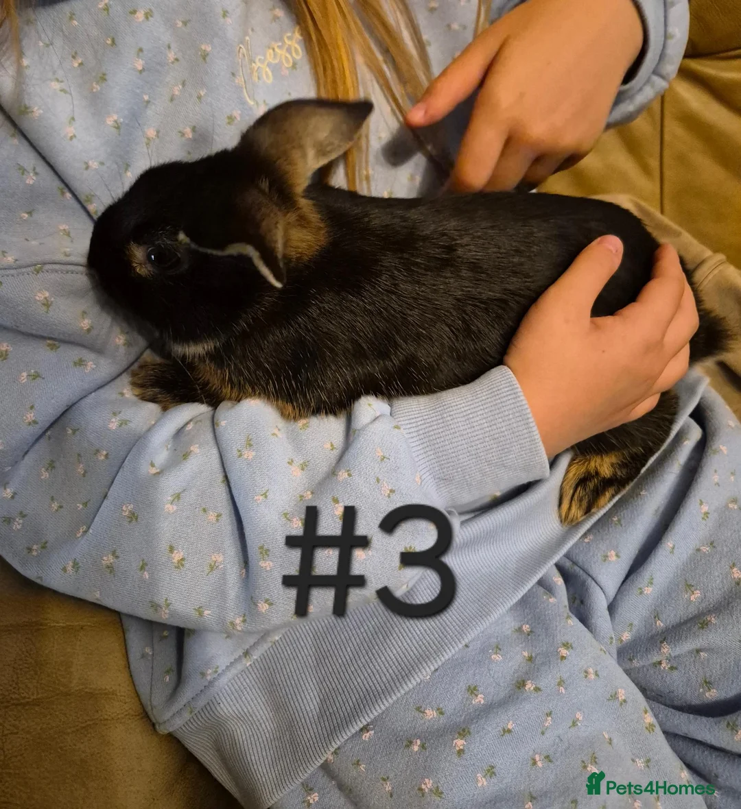 Mixed Breed rabbits for sale: 3 Cute Baby Mini Lop X English Rabbits - Advert 7