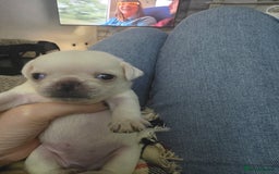 Pug dogs for sale: Full breed pugs pups 5 male 1 female  - Advert 10