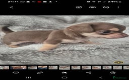 Chihuahua dogs for sale: Puppy - Image 1