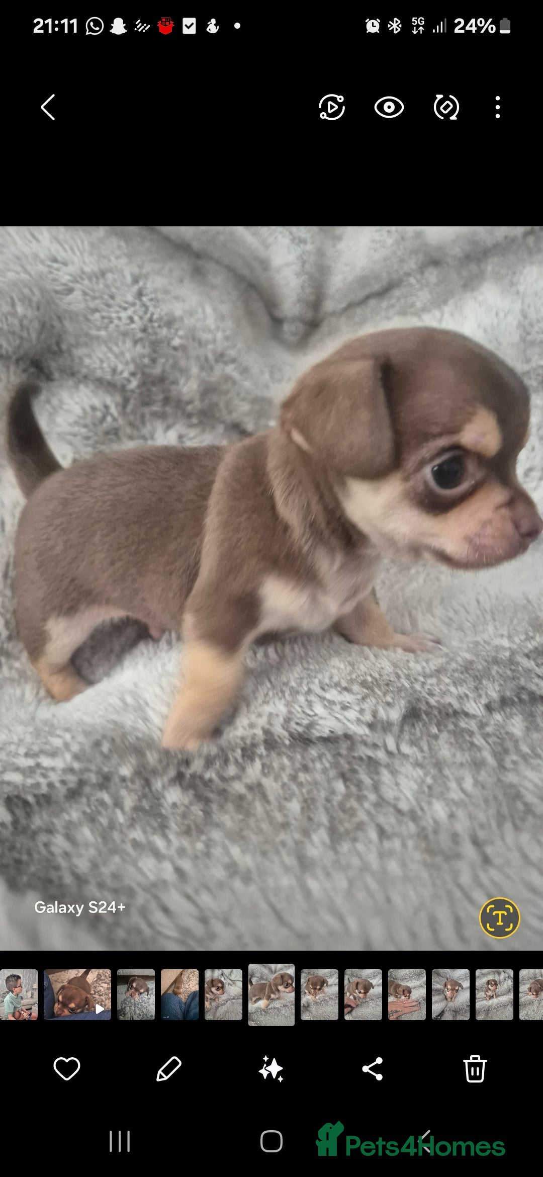 Chihuahua dogs for sale: Puppy - Image 1