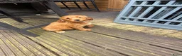 Cockapoo dogs for sale: Cockapoo f1 pup ready now - Advert 24