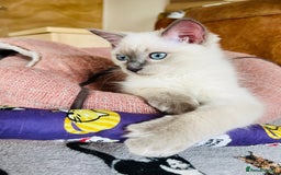 Ragdoll cats for sale: SILKY ADORABLE RAGDOLL KITTEN CHAMPIONLINE - Image 21