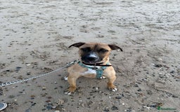 Mixed Breed dogs for sale: Staffy Cross - Image 2