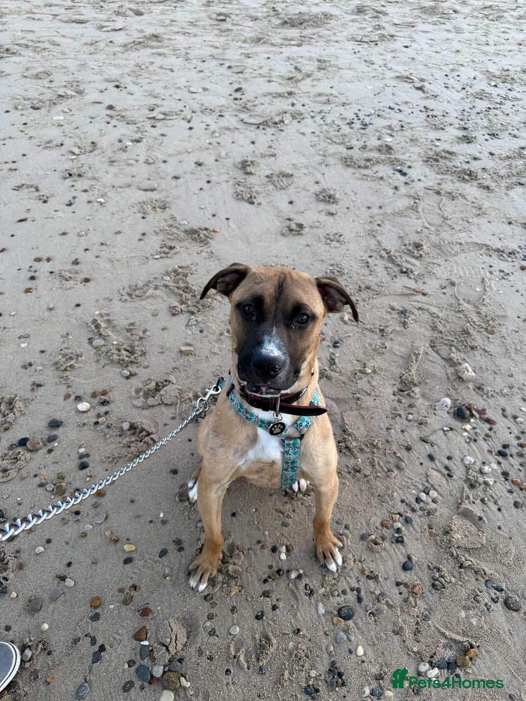Mixed Breed dogs for sale: Staffy Cross - Image 2